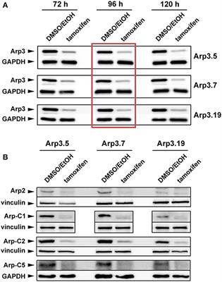 Induced Arp2/3 Complex Depletion Increases FMNL2/3 Formin Expression and Filopodia Formation